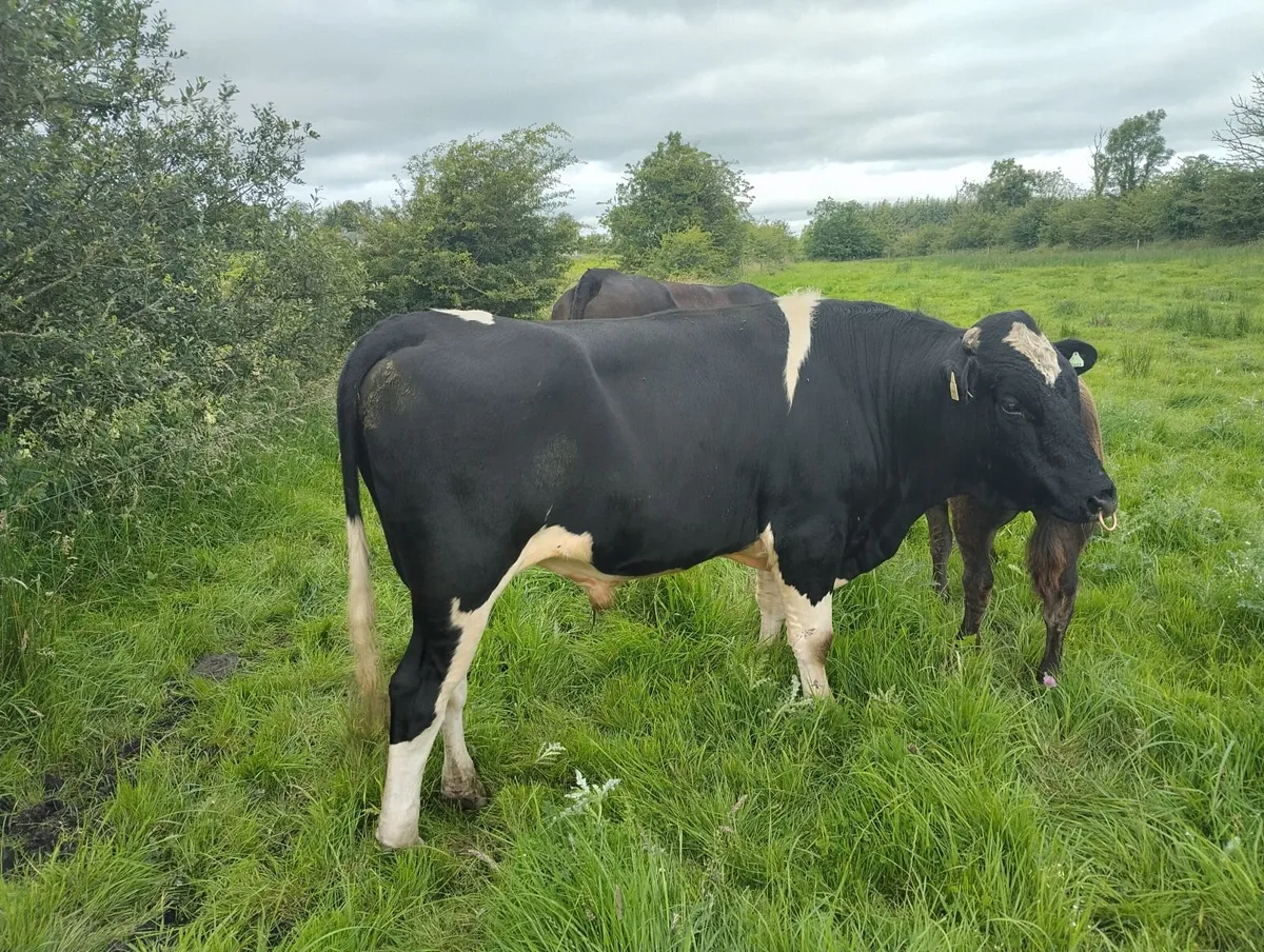 AI bred beef calf Belgian blue bull - Image 4