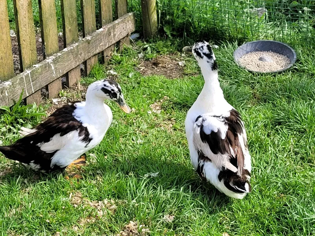 Ducks - Welsh Harlequin- Ancona - Muscovy - Image 2