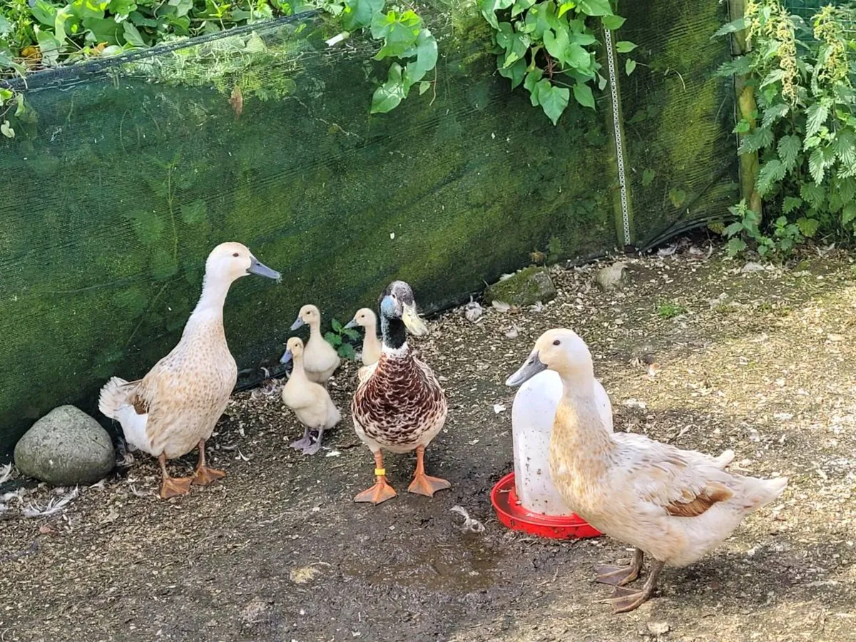 Ducks - Welsh Harlequin- Ancona - Muscovy - Image 3
