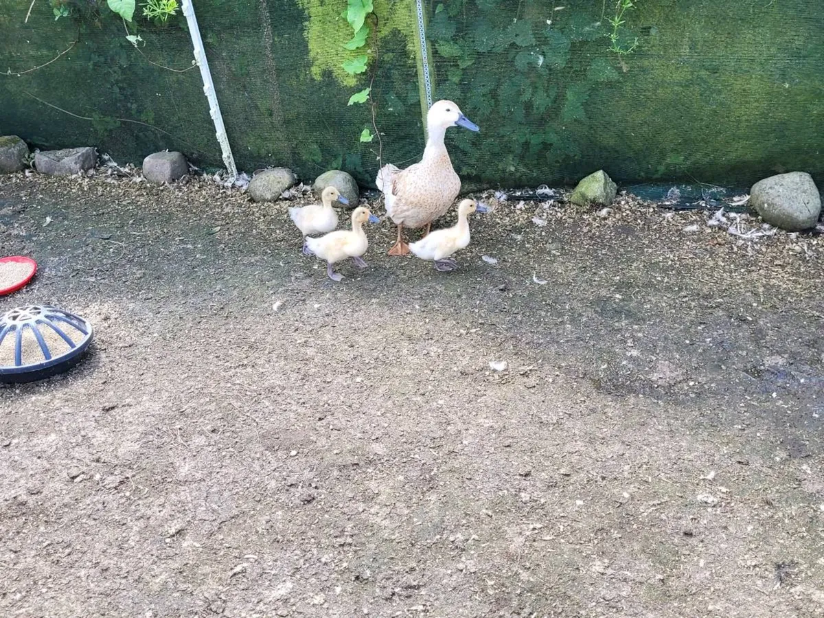 Ducks - Welsh Harlequin- Ancona - Muscovy - Image 4