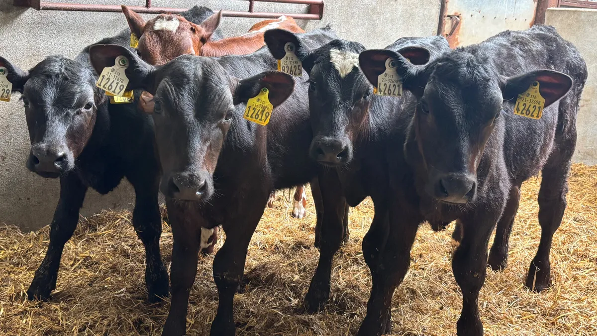 5 Aberdeen Angus Bull Runners - Image 1