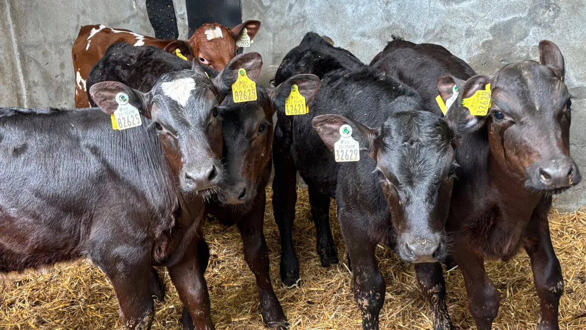 5 Aberdeen Angus Bull Runners - Image 4