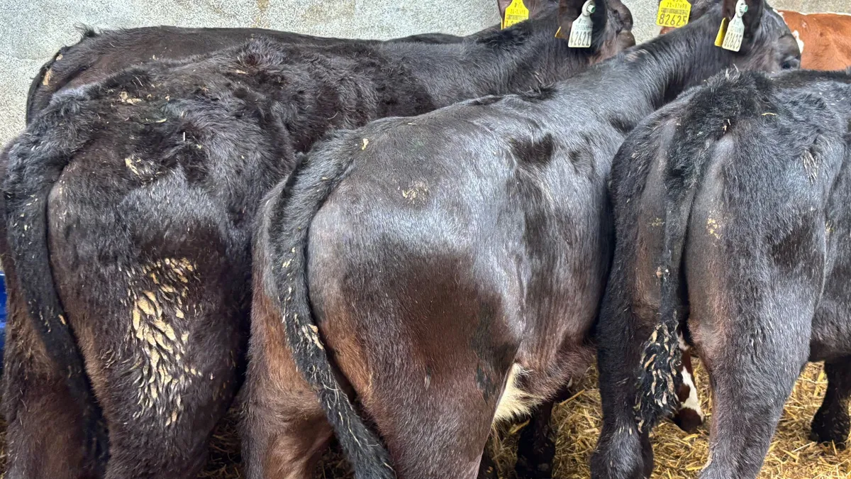 5 Aberdeen Angus Bull Runners - Image 2