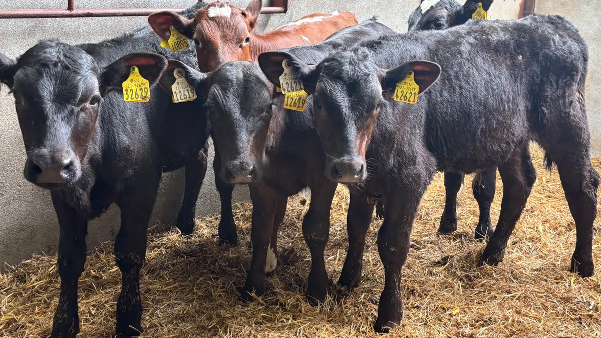 5 Aberdeen Angus Bull Runners - Image 3
