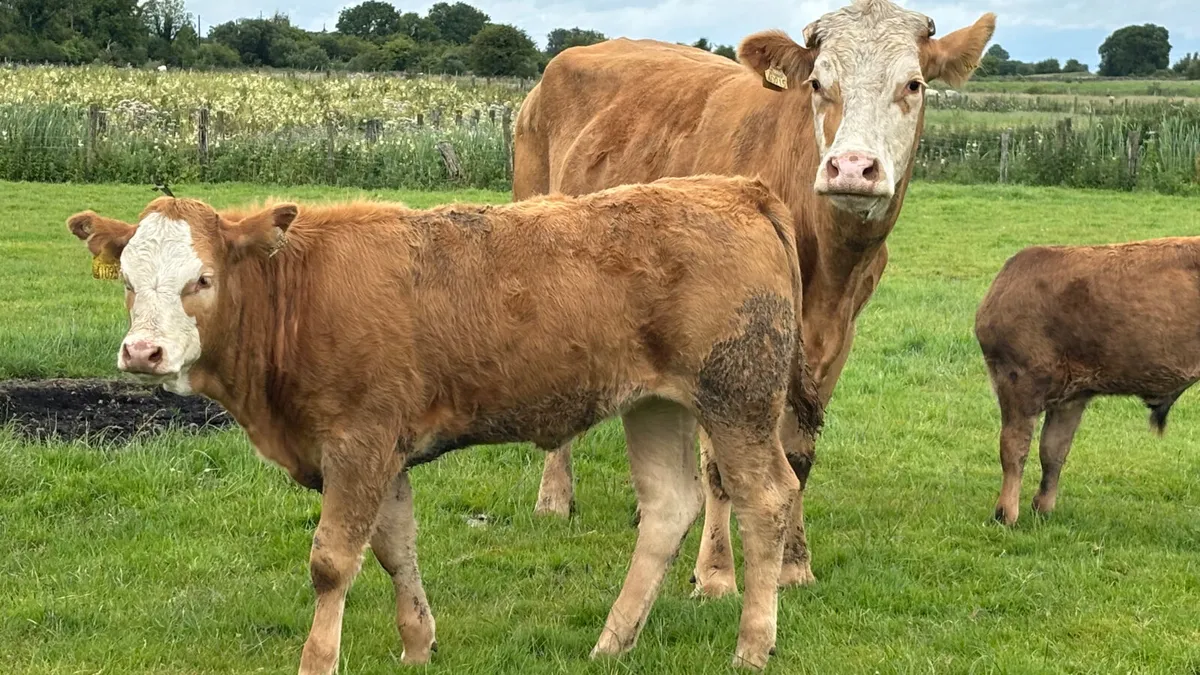 ⭐️ Super Charolais Cow And Heifer Calf ⭐️ - Image 4