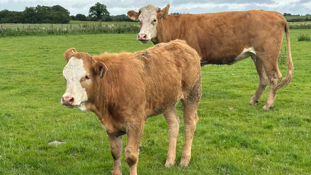 ⭐️ Super Charolais Cow And Heifer Calf ⭐️ - Image 3