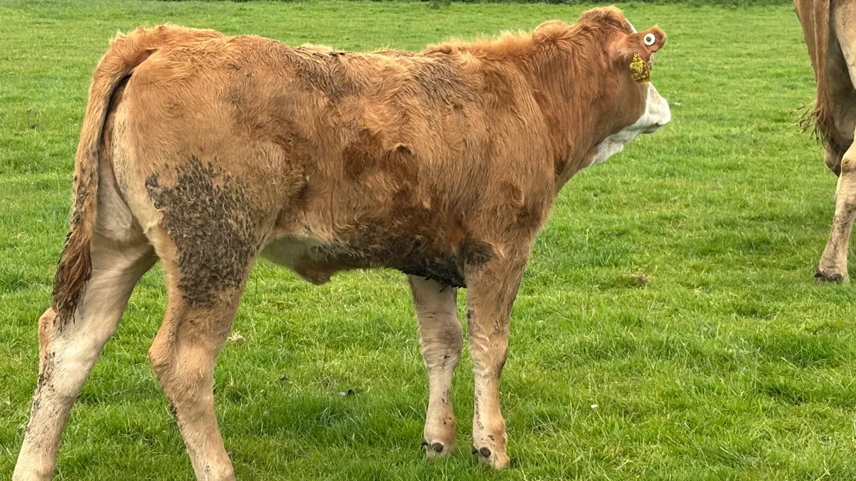 ⭐️ Super Charolais Cow And Heifer Calf ⭐️ - Image 2
