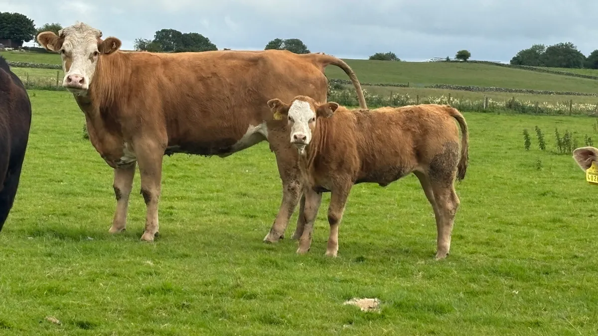 ⭐️ Super Charolais Cow And Heifer Calf ⭐️ - Image 1