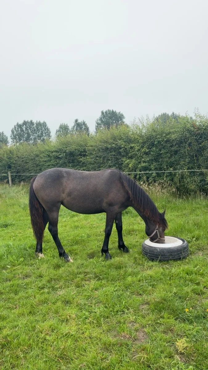 Connemara filly - Image 1