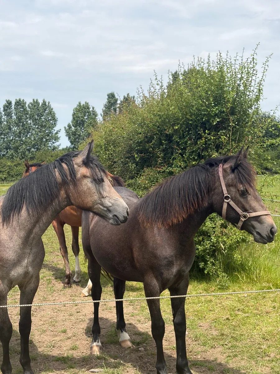 Connemara filly - Image 2