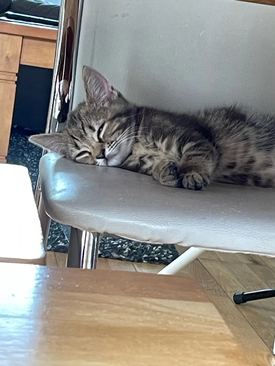 Kitten - Image 1