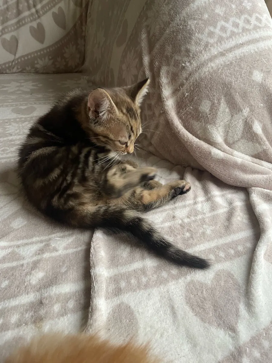 Kitten - Image 3