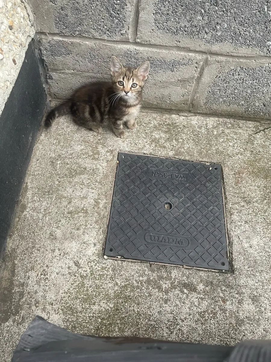 Kitten - Image 4