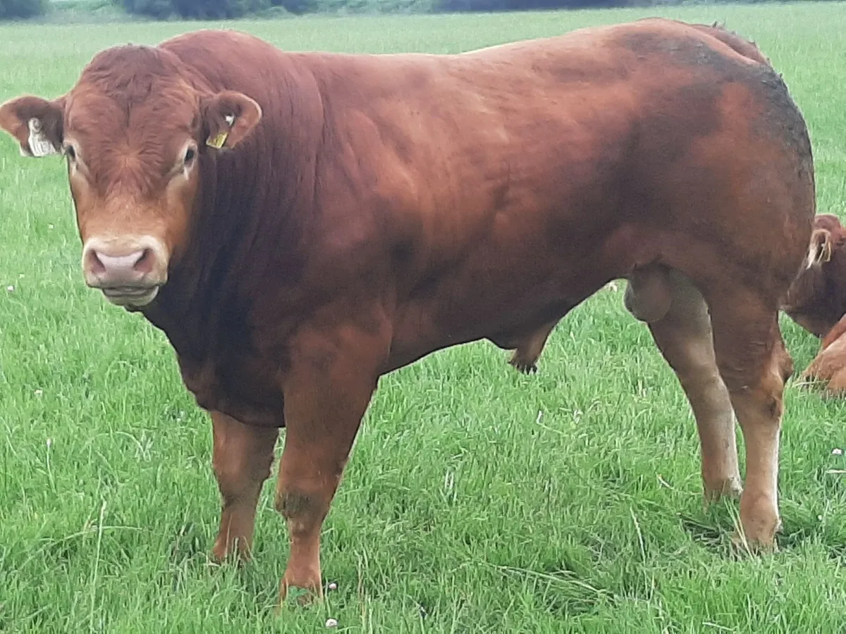 SCEP eligible Limousin Bulls, ideal for heifers - Image 1