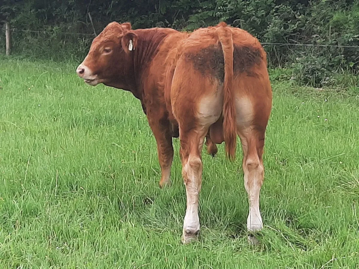 SCEP eligible Limousin Bulls, ideal for heifers - Image 2