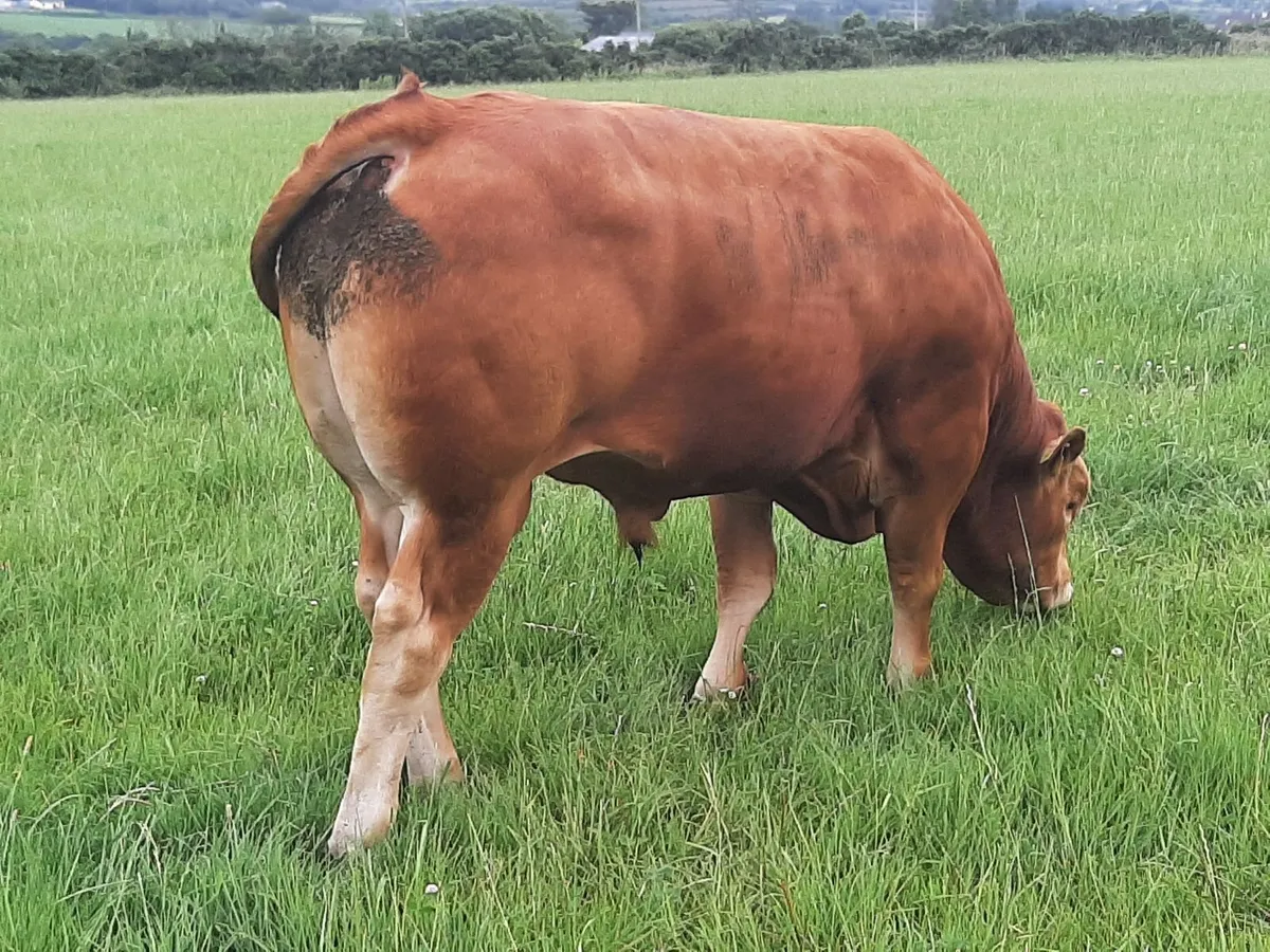 SCEP eligible Limousin Bulls, ideal for heifers - Image 3
