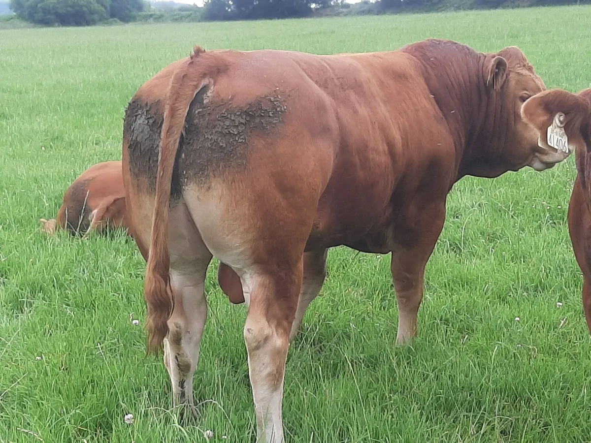SCEP eligible Limousin Bulls, ideal for heifers - Image 4