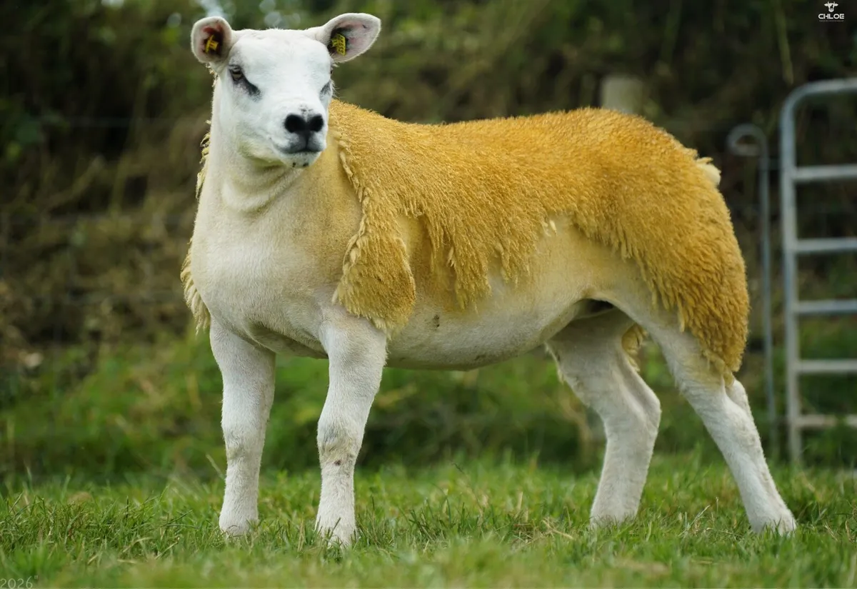 Pedigree texel ewe lambs - Image 1
