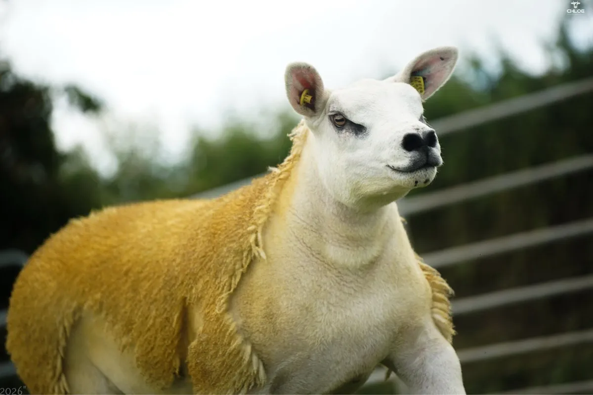 Pedigree texel ewe lambs - Image 2