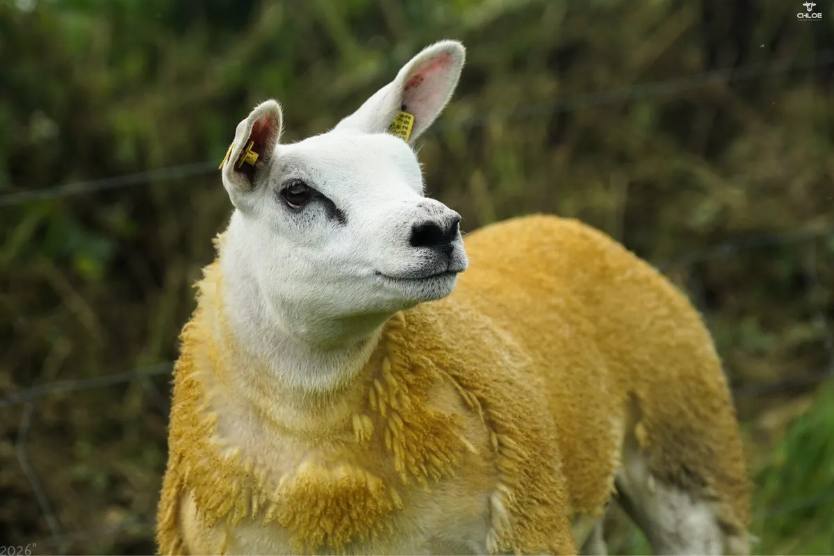 Pedigree texel ewe lambs - Image 4