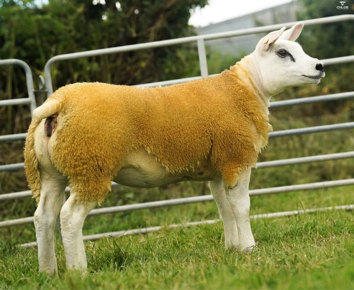 Pedigree texel ewe lambs - Image 3