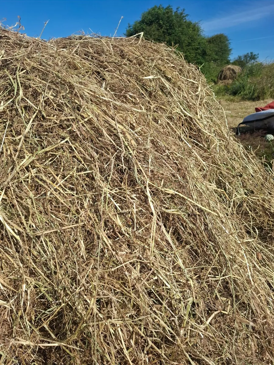 Hay - Image 2
