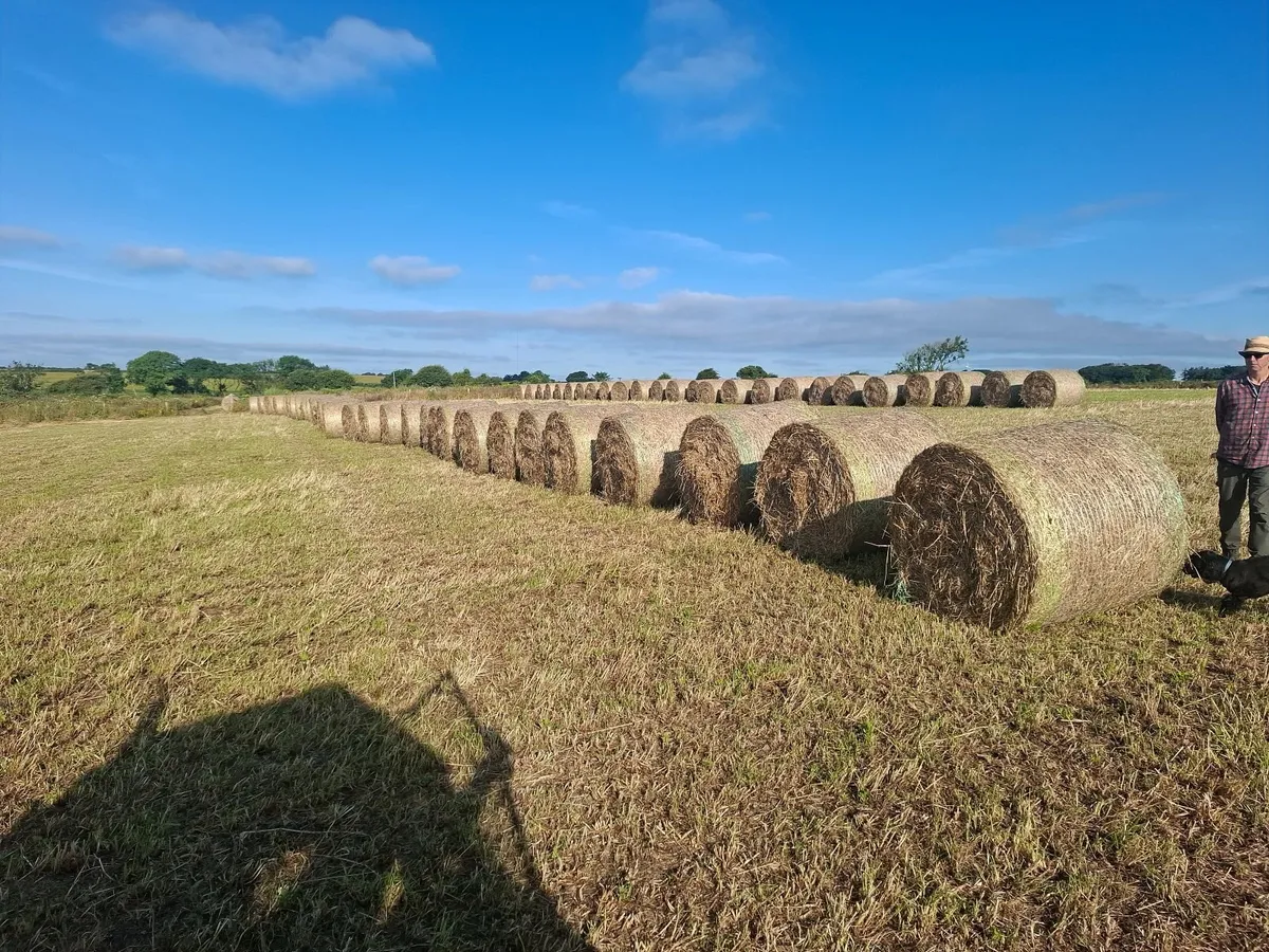 Hay - Image 1