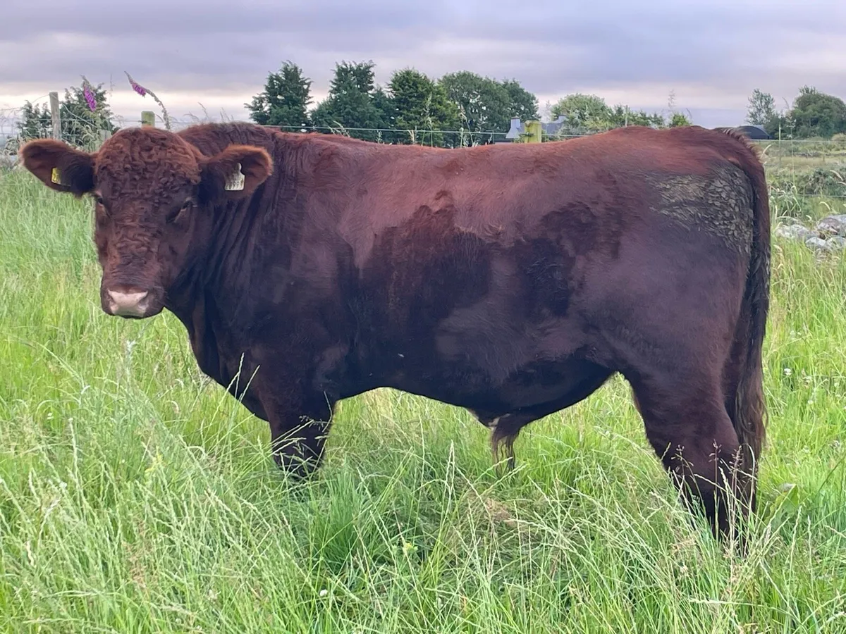 Shorthorn Bull - Image 1