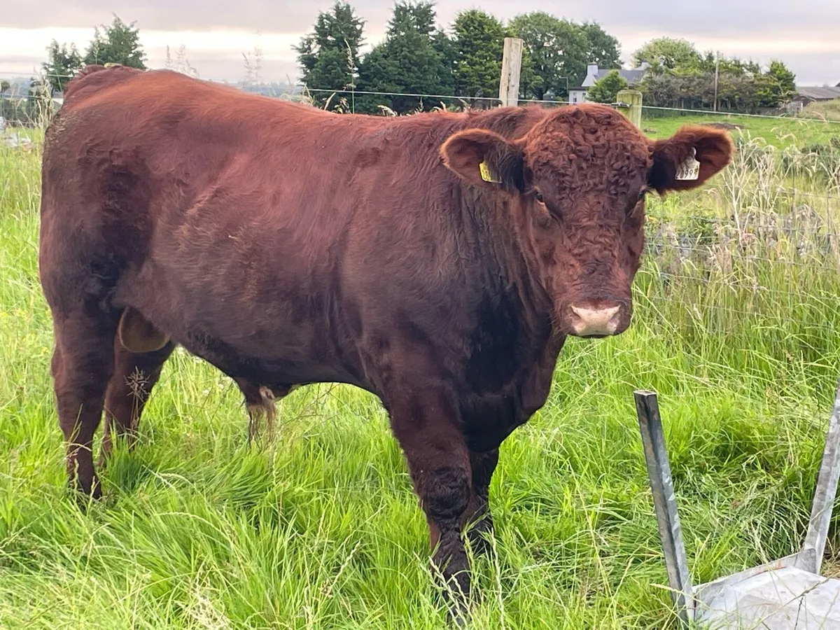 Shorthorn Bull - Image 2