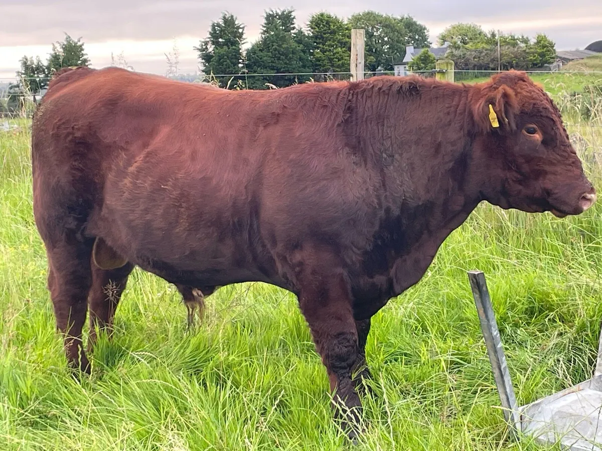 Shorthorn Bull - Image 3