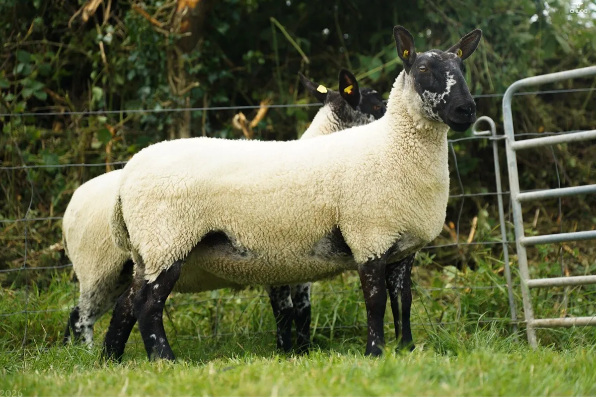 Milford hoggets - Image 1