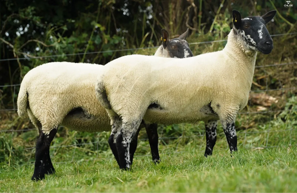 Milford hoggets - Image 2