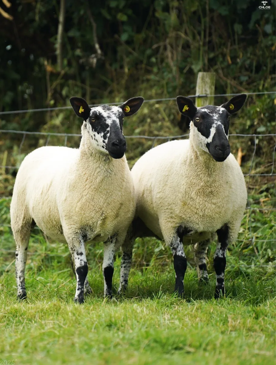 Milford hoggets - Image 3