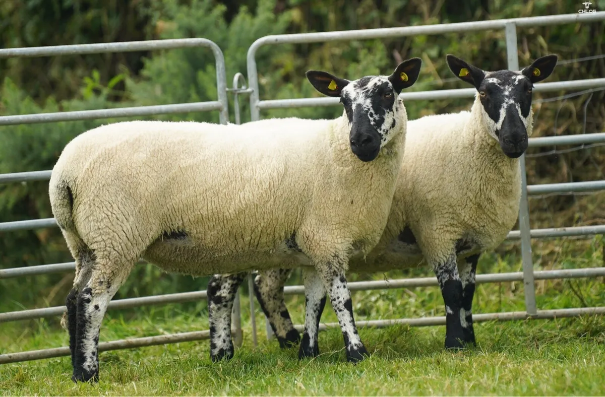 Milford hoggets - Image 4