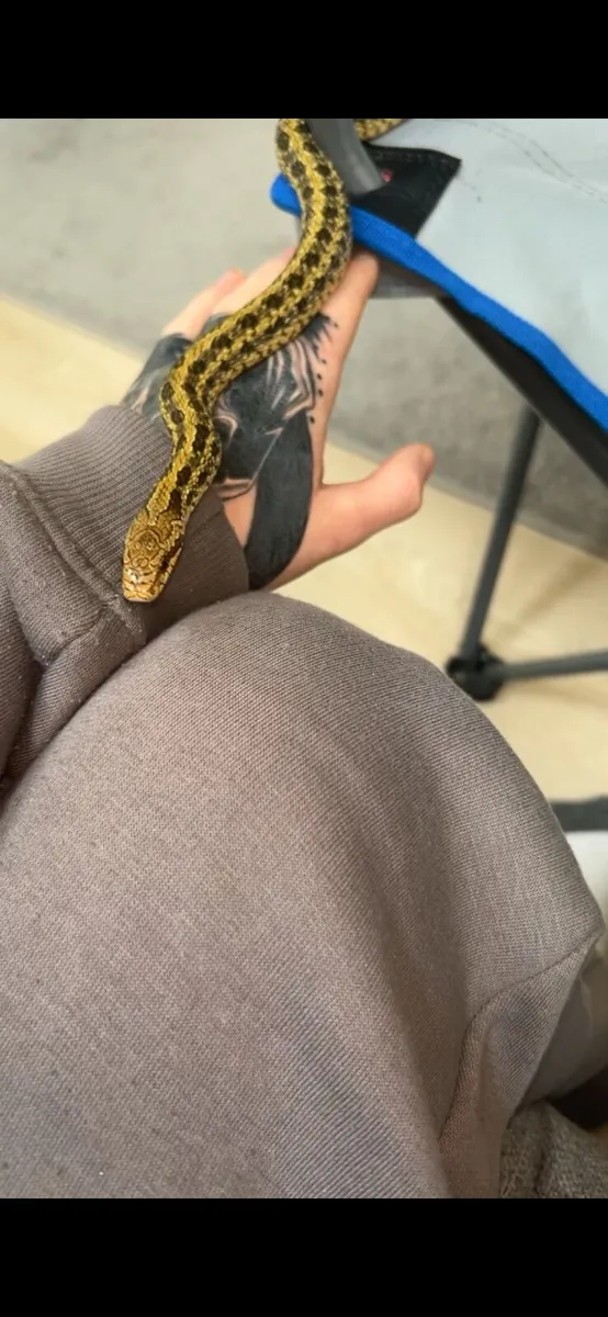 snake