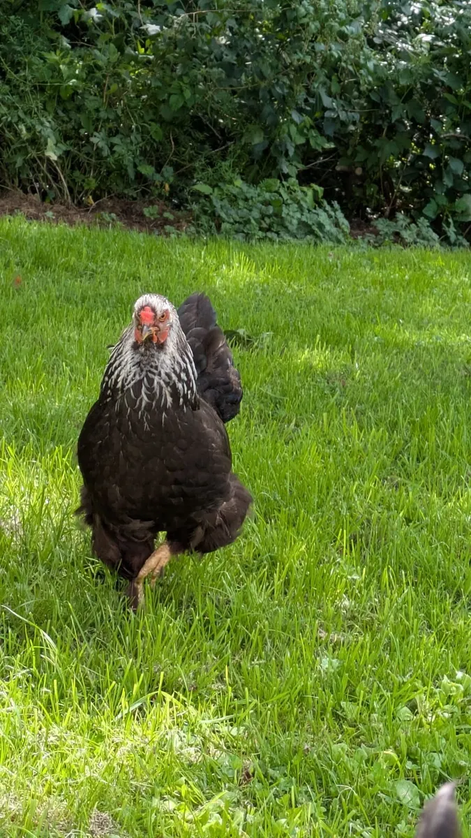 Chicken/hen - Image 2