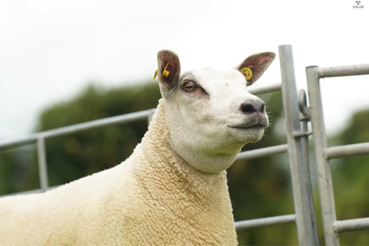 Chartex hogget ewe Show quality - Image 3