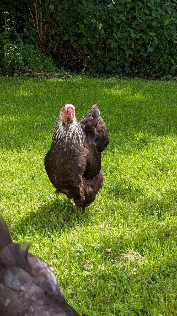 Chicken/hen - Image 3