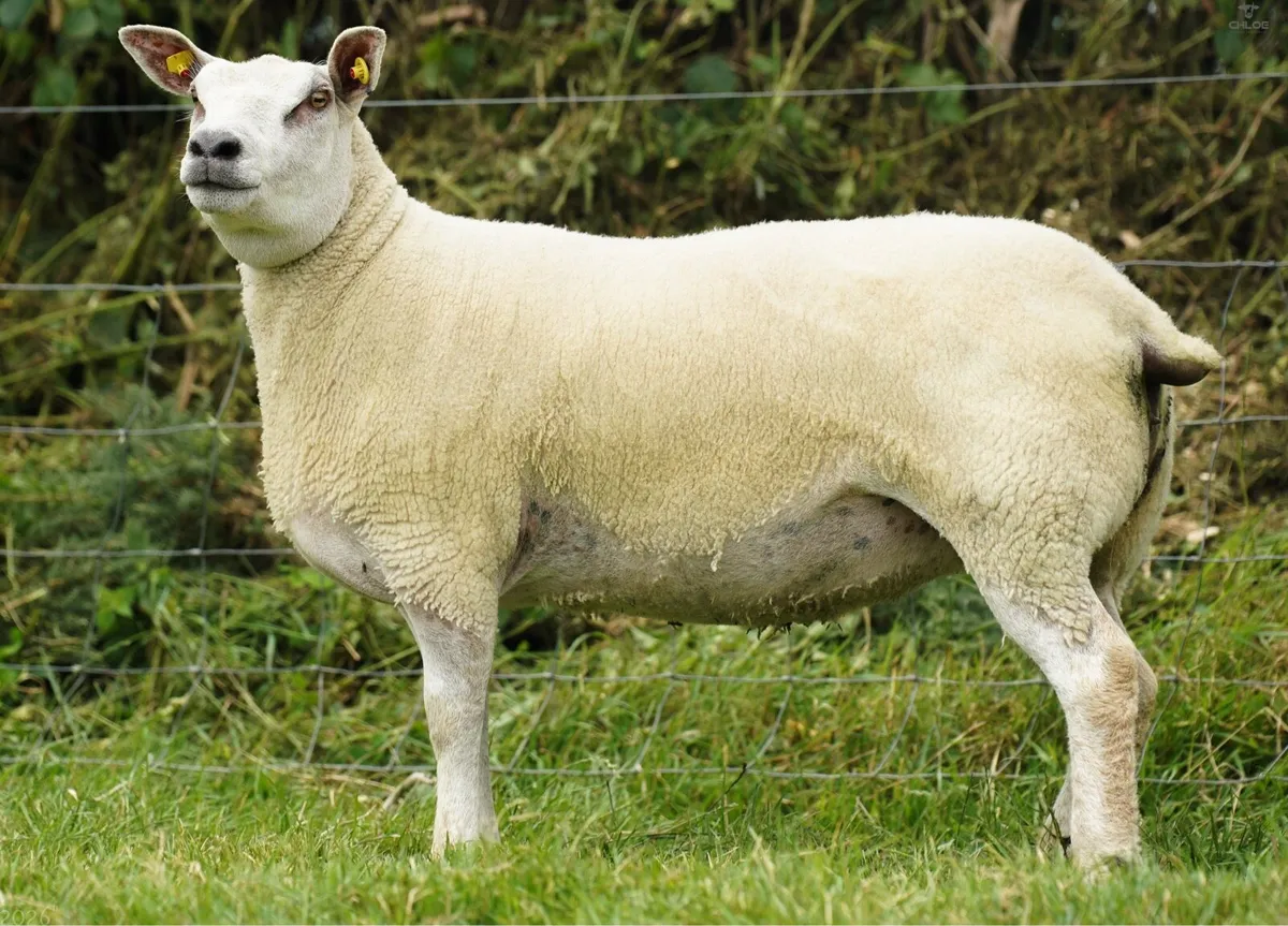 Chartex hogget ewe Show quality - Image 1