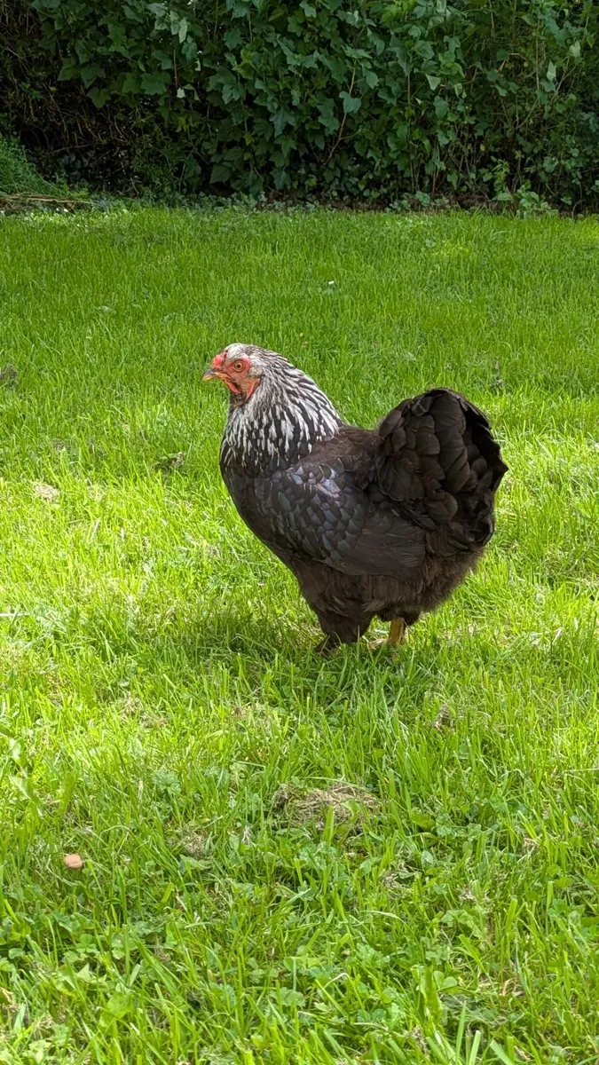 Chicken/hen - Image 1