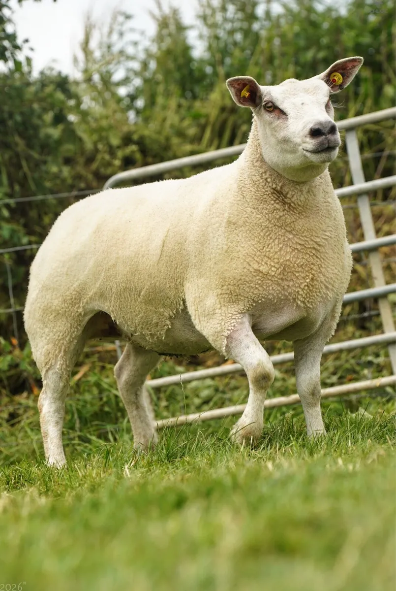 Chartex hogget ewe Show quality - Image 2