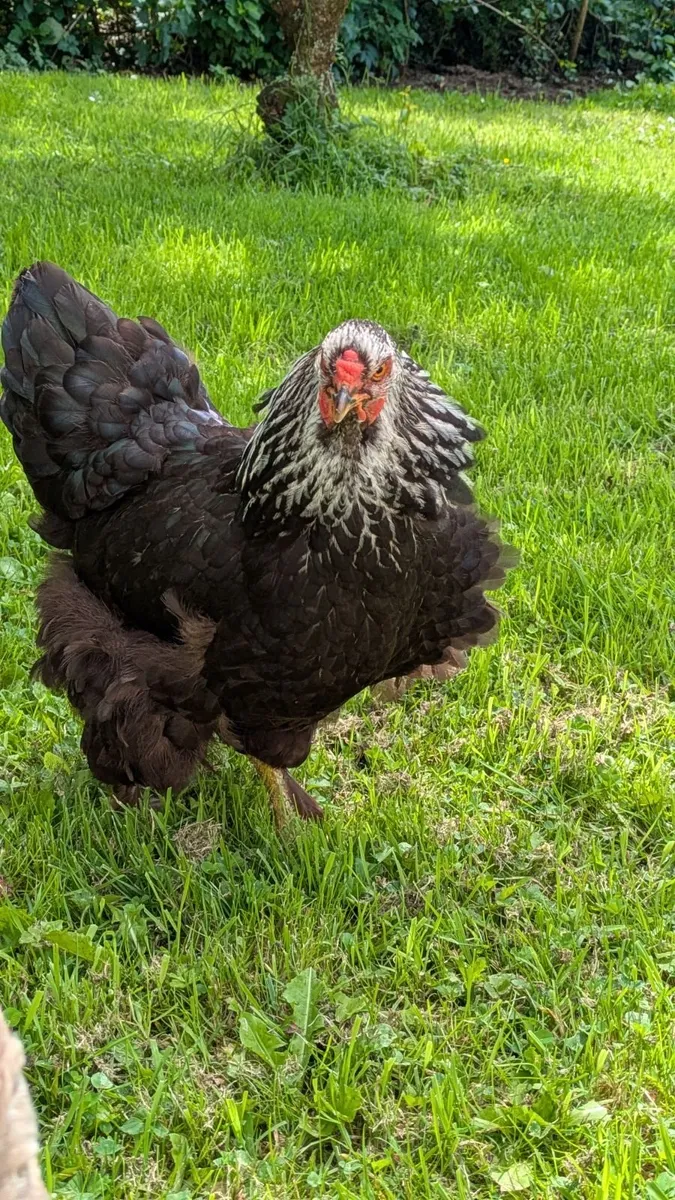 Chicken/hen - Image 4