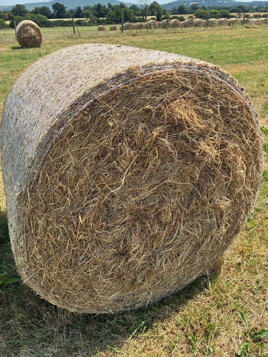 Hay bales - Image 1