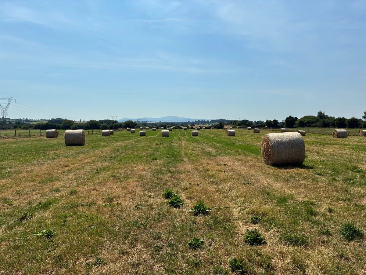 Hay bales - Image 3
