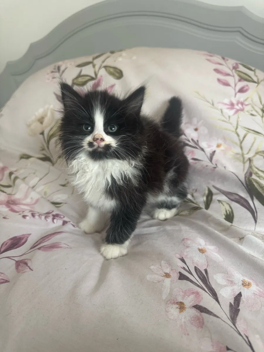 Persian x Ragdoll Kittens - Image 2