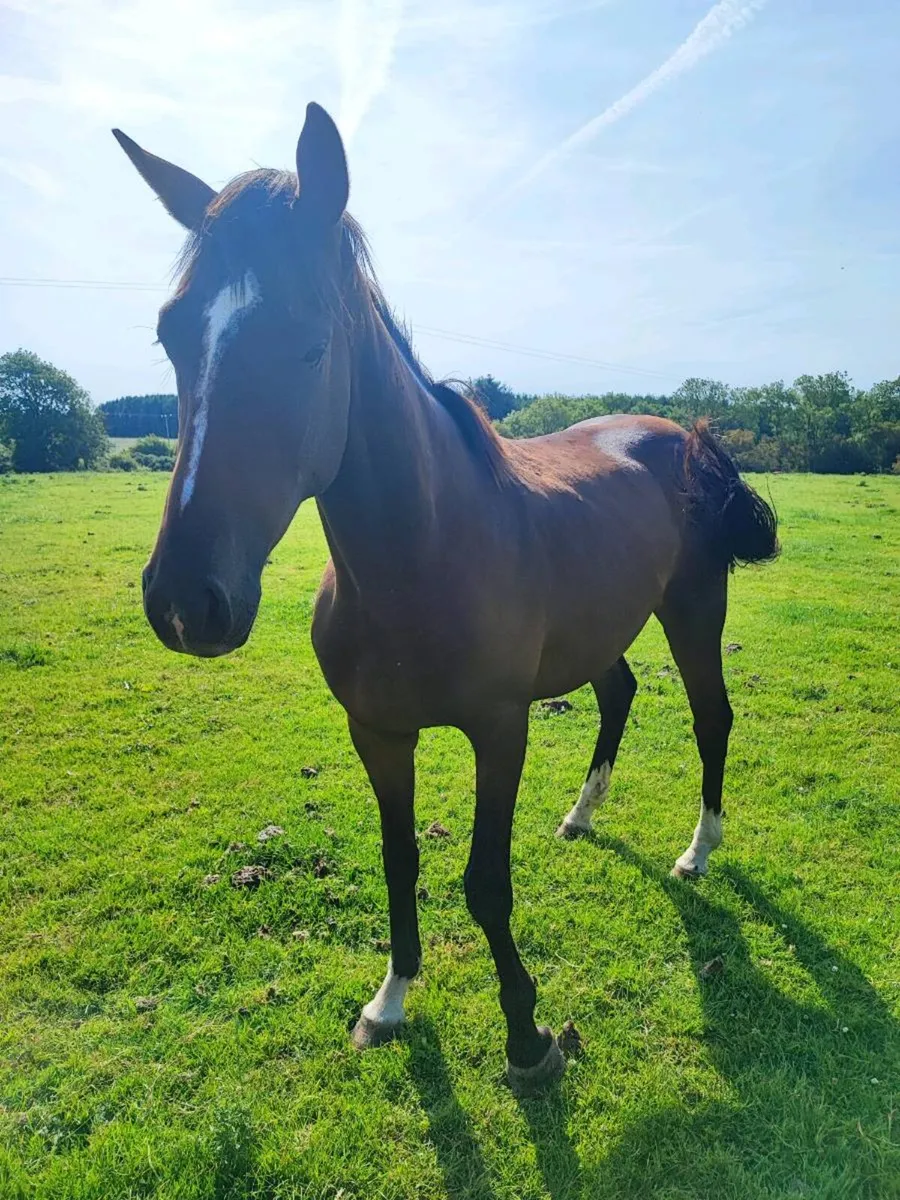 Gelding for sale - Image 1