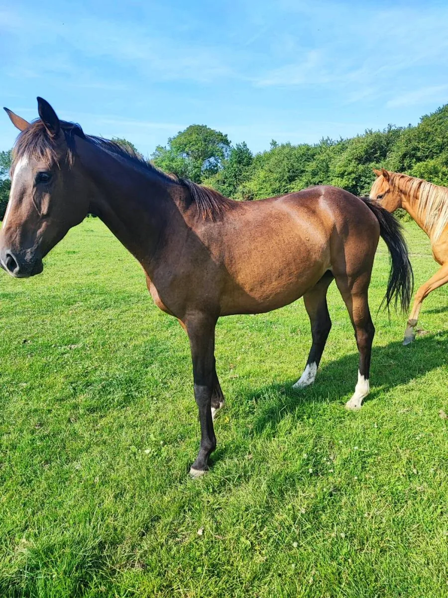 Gelding for sale - Image 2