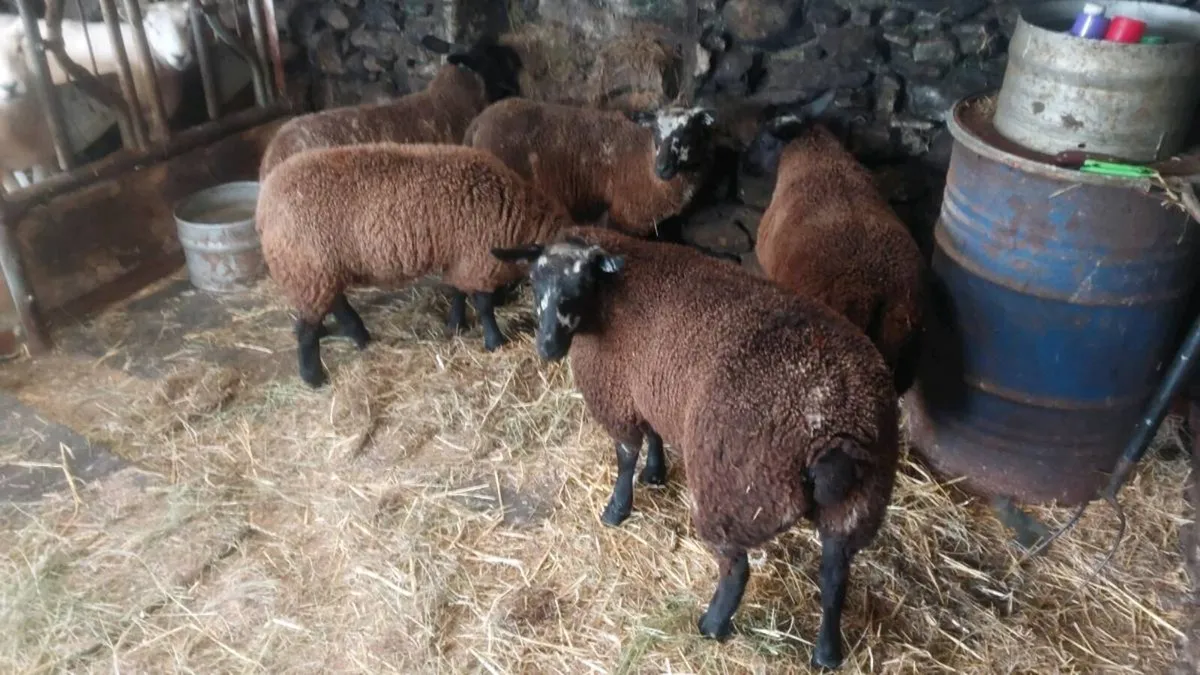 Ewe lambs spotted dutch  x texel/border les - Image 3