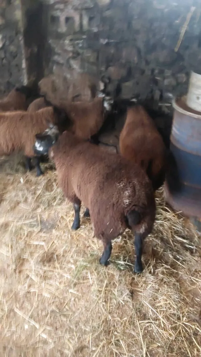 Ewe lambs spotted dutch  x texel/border les - Image 4