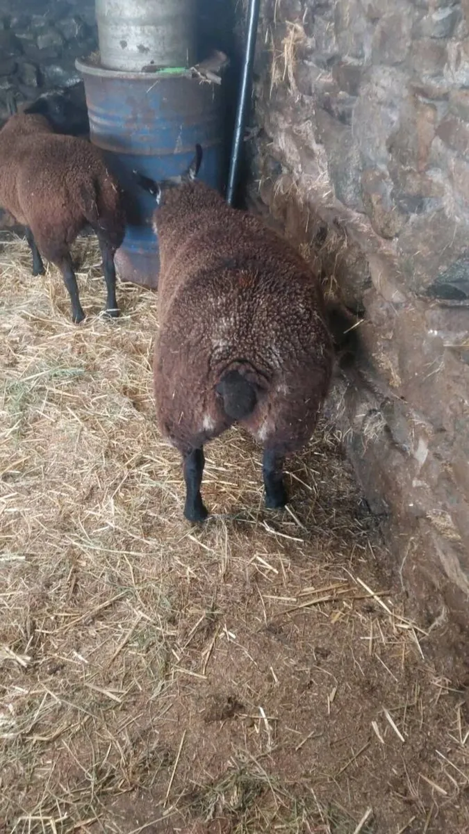 Ewe lambs spotted dutch  x texel/border les - Image 1